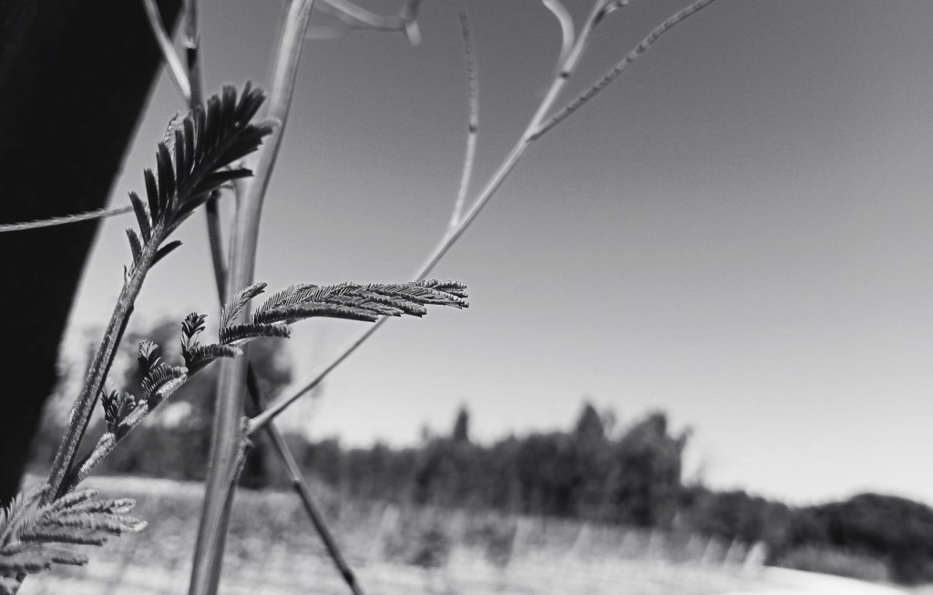 À sombra da&nbsp;acácia